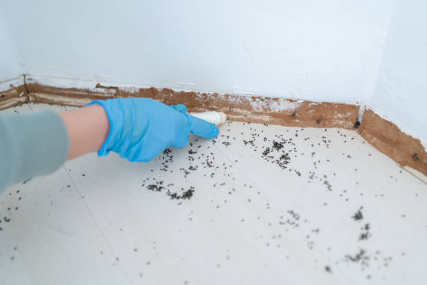 Best Residential Pest Control  in Strafford, MO